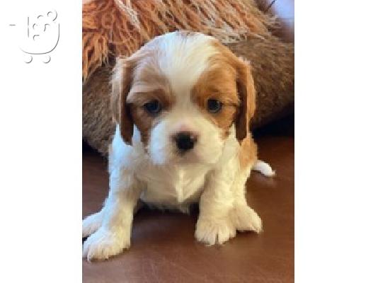 PoulaTo: Cavalier King Charles Spaniel